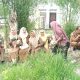 Kretifitas dalam Pemanfaatan lahan tidur, Puskesmas Siabu Panen Semangka.