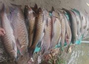 Bukan Sekadar Ikan Mati, Sumber Hidup Anak Yatim di Madina Terancam PETI 7 Bukan Sekadar Ikan Mati, Sumber Hidup Anak Yatim di Madina Terancam PETI