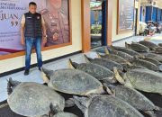 22 Penyu Hijau Diselamatkan di Bali, Polisi Buru Terduga Penyelundup