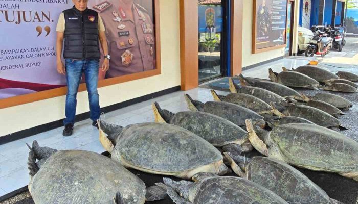 22 Penyu Hijau Diselamatkan di Bali, Polisi Buru Terduga Penyelundup