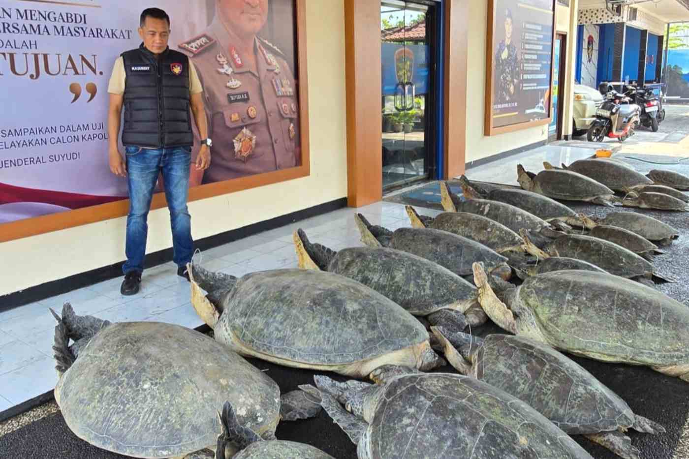 22 Penyu Hijau Diselamatkan di Bali, Polisi Buru Terduga Penyelundup