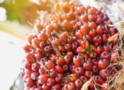 PTPN IV PalmCo Akselerasi Sertifikasi Keberlanjutan, Premium Price Tumbuh Pesat