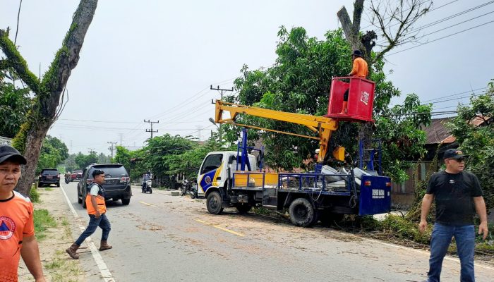 Antisipasi Pohon Tumbang, BPBD Madina Pangkas Pohon Lapuk di Jalinsum Medan–Padang