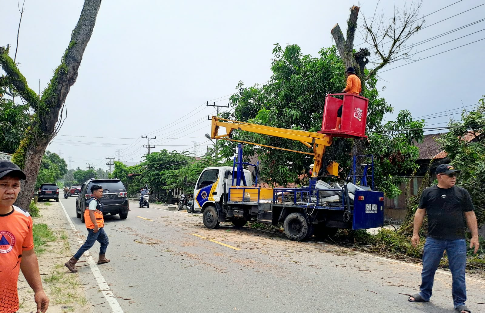 Antisipasi Pohon Tumbang, BPBD Madina Pangkas Pohon Lapuk di Jalinsum Medan–Padang