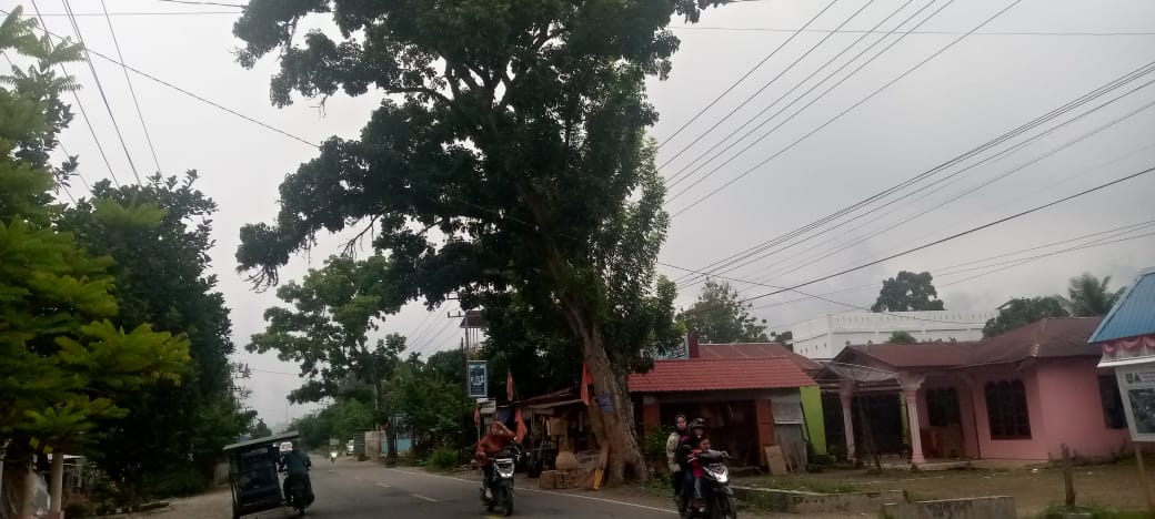 Pohon Mahoni Rimbun di Tepi Jalan Lintas Sumatera Ancam Pengguna Jalan dan Jaringan Listrik 2 Pohon Mahoni Rimbun di Tepi Jalan Lintas Sumatera Ancam Pengguna Jalan dan Jaringan Listrik