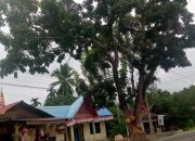 Pohon Mahoni Rimbun di Tepi Jalan Lintas Sumatera Ancam Pengguna Jalan dan Jaringan Listrik 6 Pohon Mahoni Rimbun di Tepi Jalan Lintas Sumatera Ancam Pengguna Jalan dan Jaringan Listrik