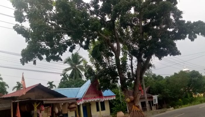 Pohon Mahoni Rimbun di Tepi Jalan Lintas Sumatera Ancam Pengguna Jalan dan Jaringan Listrik