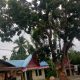 Pohon Mahoni Rimbun di Tepi Jalan Lintas Sumatera Ancam Pengguna Jalan dan Jaringan Listrik