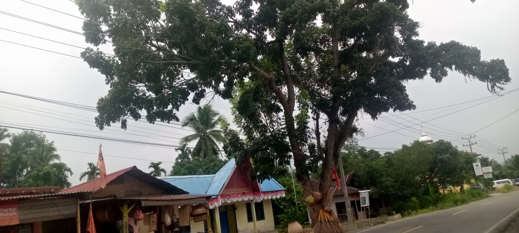 Pohon Mahoni Rimbun di Tepi Jalan Lintas Sumatera Ancam Pengguna Jalan dan Jaringan Listrik